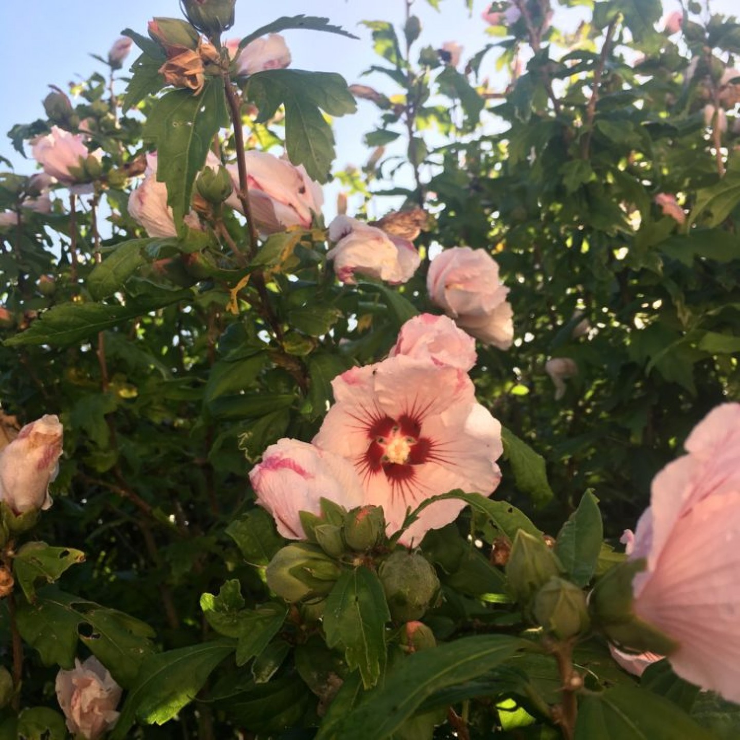 Fleurs