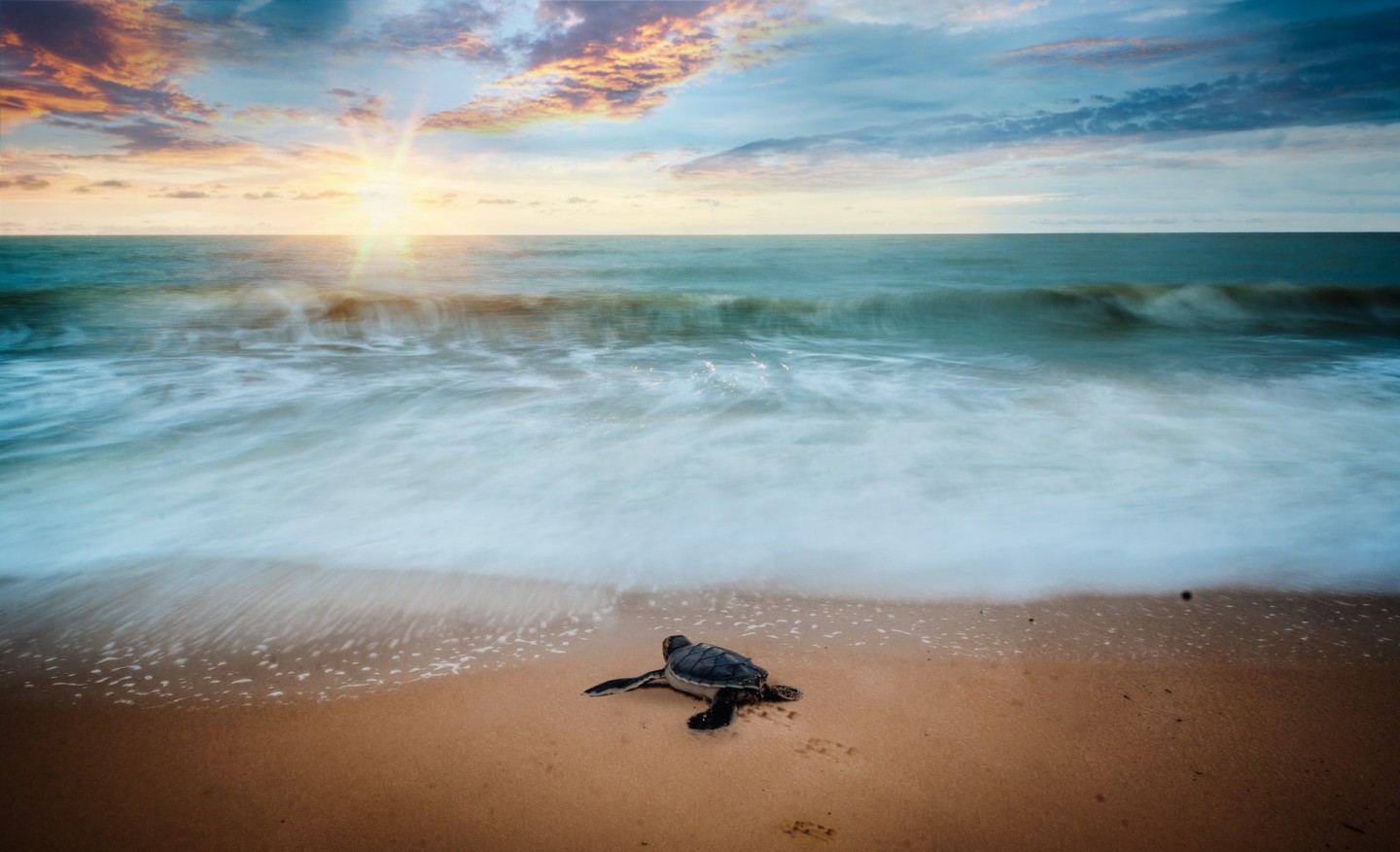 plage tortue